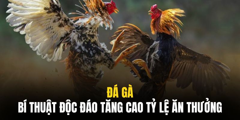 Áp dụng các chiến thuật hữu hiệu để ăn thưởng lớn tại đá gà 8live